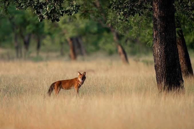 Indian wild dog, from The Wild Stride Instagram