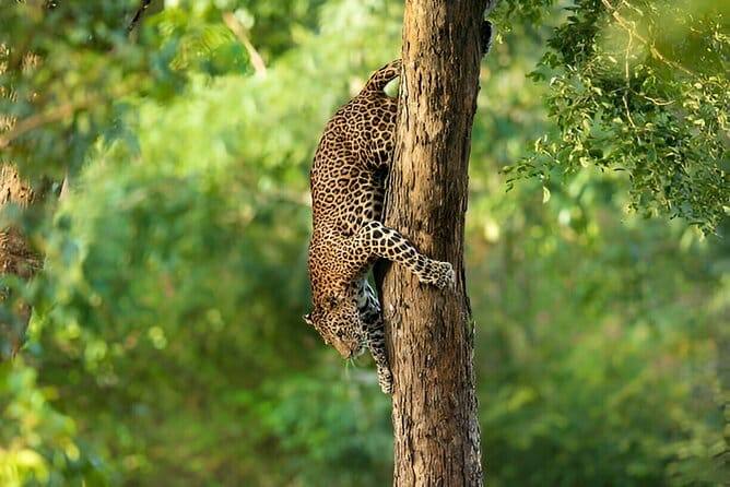 A leopard photographed in Tadoba Tiger Reserve
