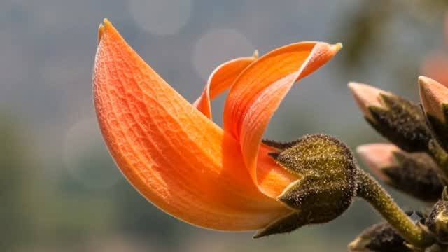 Palash, the flame of the forest, in bloom in central India