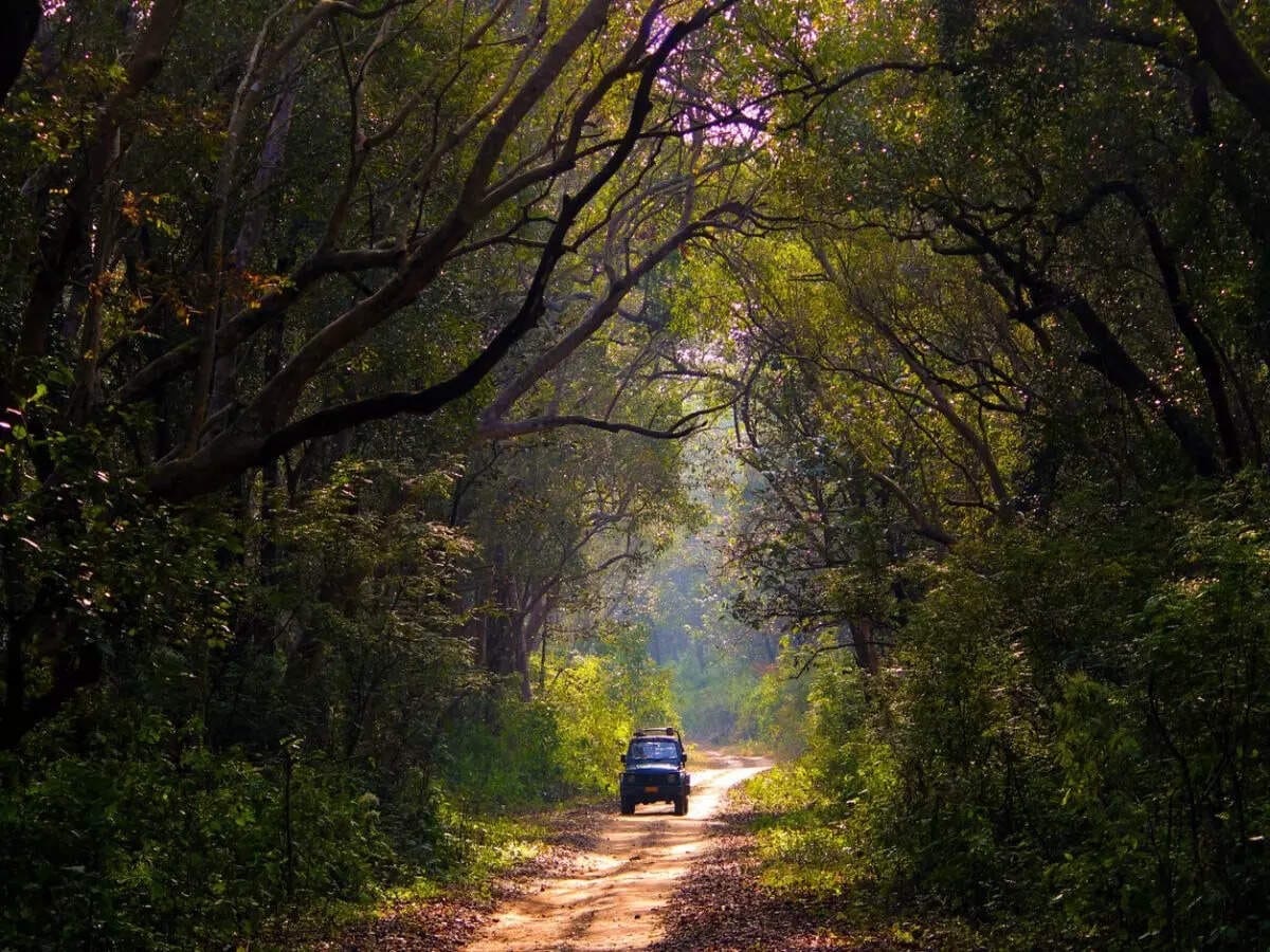 A safari jeep on a forest trail under the jungle canopy of Pench Tiger Reserve, Madhya Pradesh