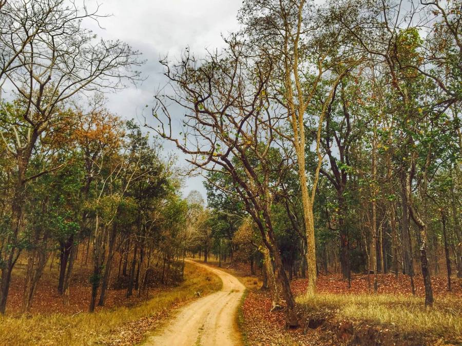 A dirt safari trail winding through teak forest in Tadoba