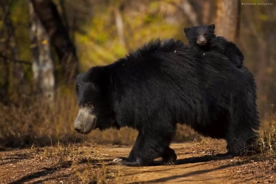 A sloth bear with her cub in central Indian forest
